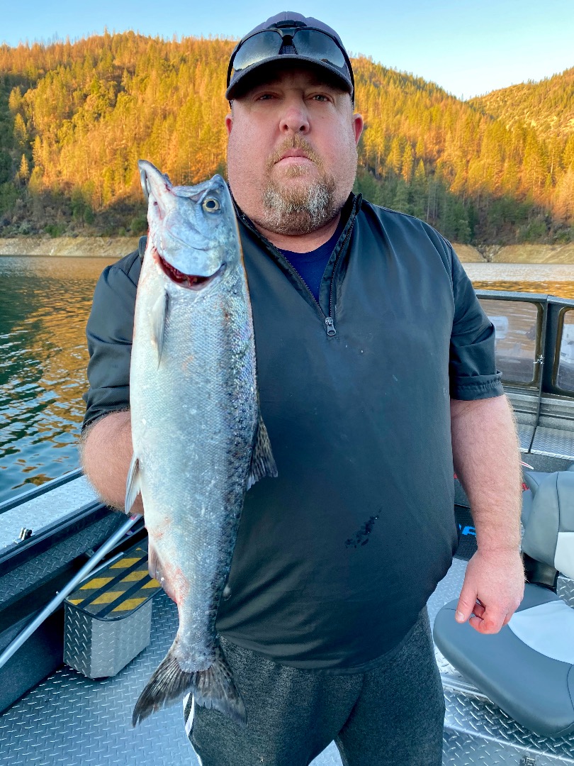 Shasta Lake brown trout fishing coming soon!