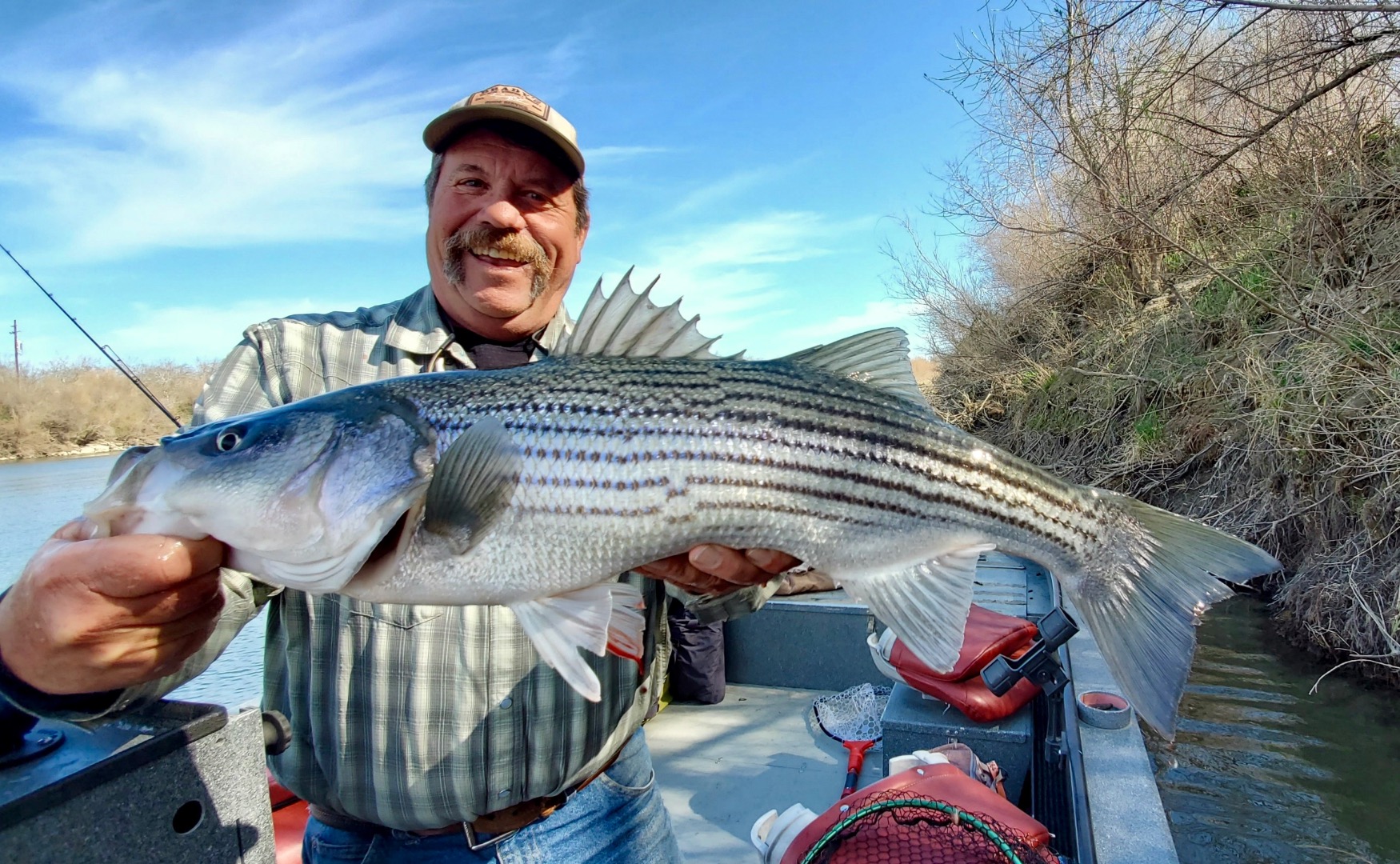 Striped Bass are biting in Colusa!