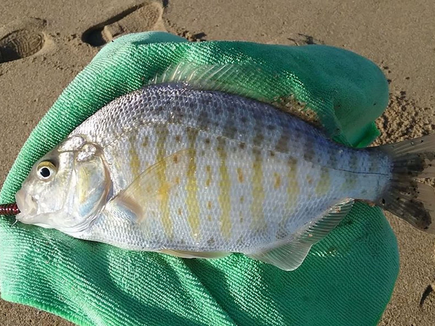 Consistent and Constant Accessibility For Surfperch Fishing 