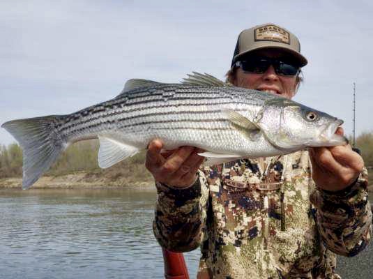 Early Striper bites on the Sac!