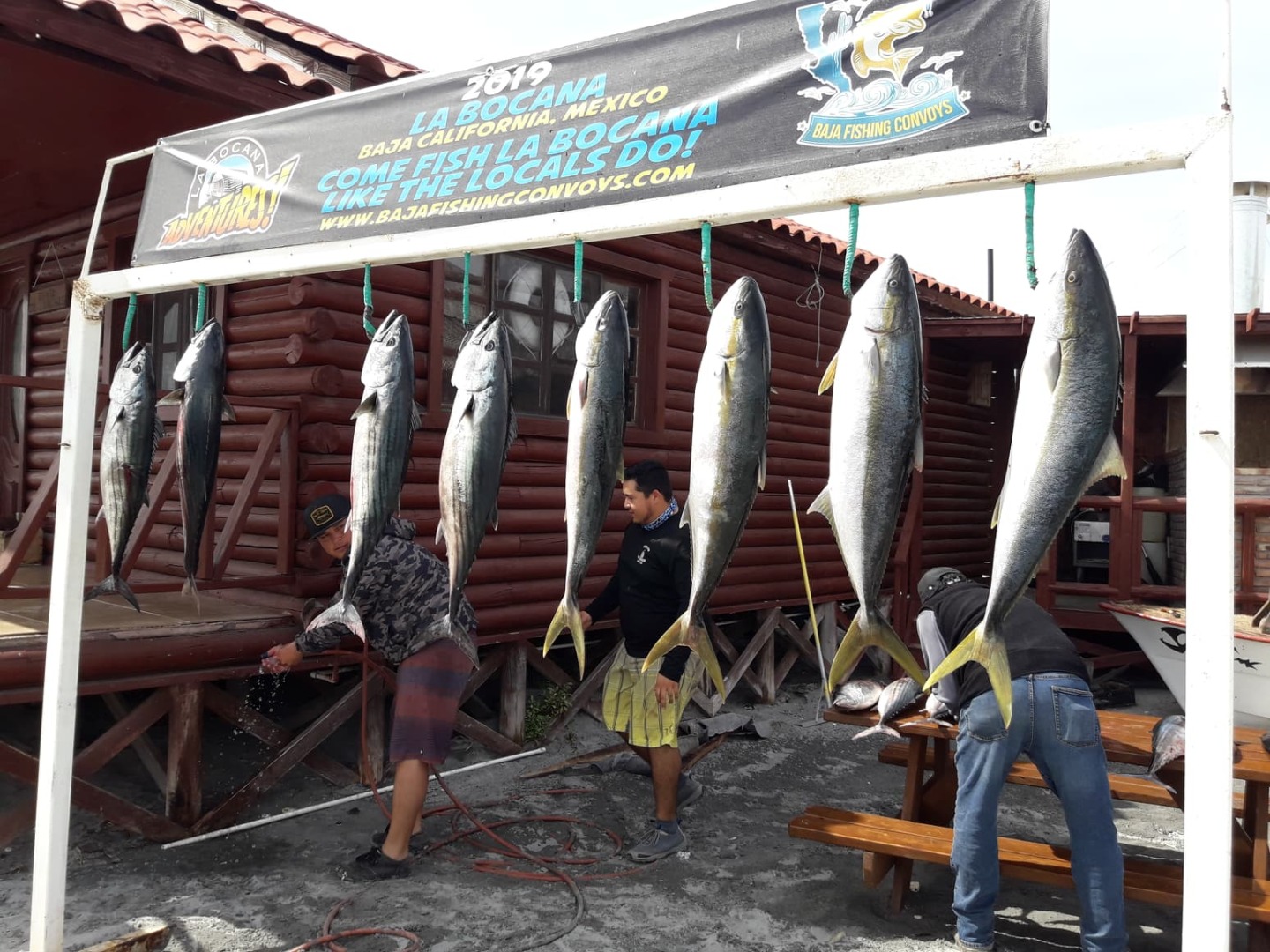 Bahía de los Ángeles Joel Jr's Sport Fishing on the nice Star Studded