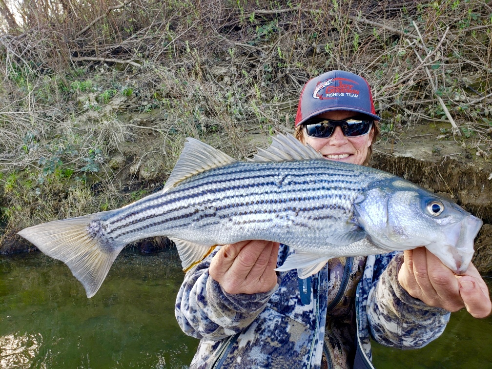 Colusa Striper Bite Building