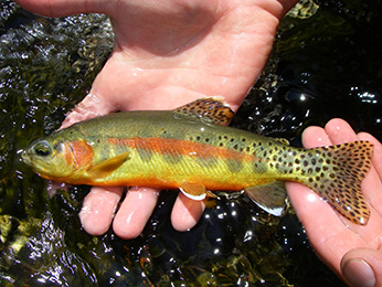 California’s Heritage Trout Challenge