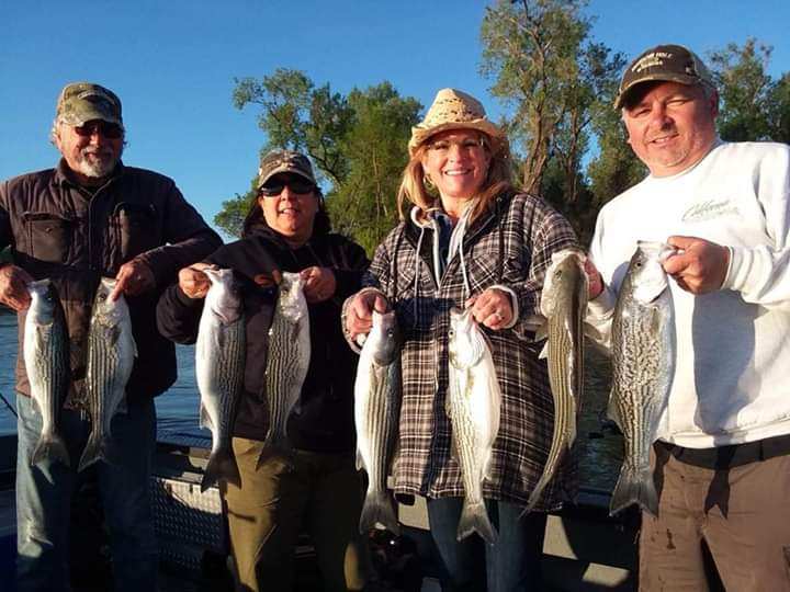 Striped Bass Sacramento River 