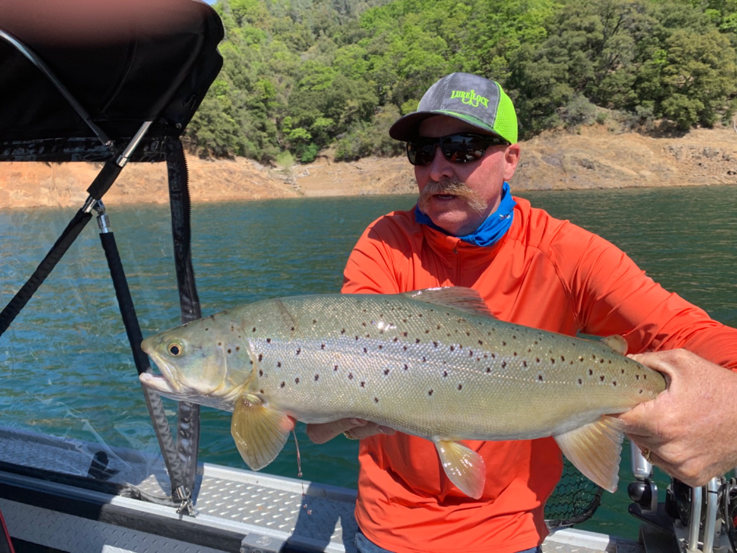 Big Brown trout and Rainbows 
