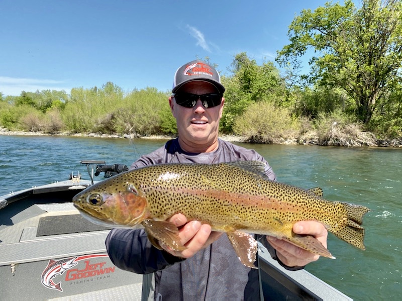 Redding steelhead/trout loading the riffles!