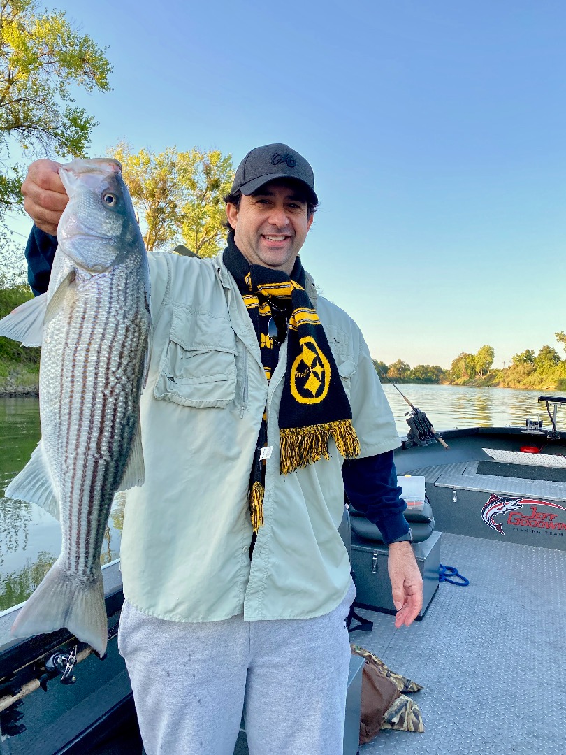 Still catching nice Stripers on the Sac!!