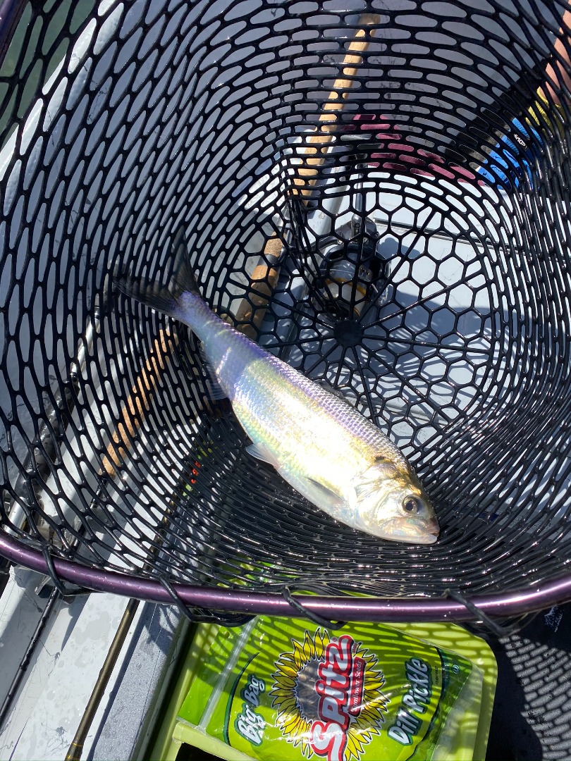 Mother's Day Weekend Shad Fishing