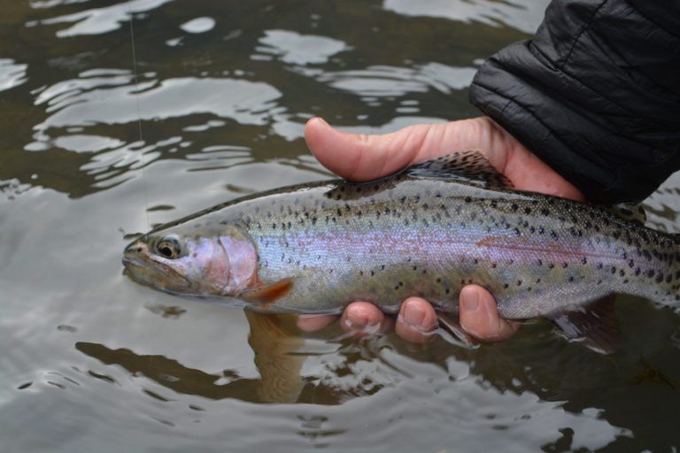 Deschutes River- Lower Fish Report - Maupin, OR