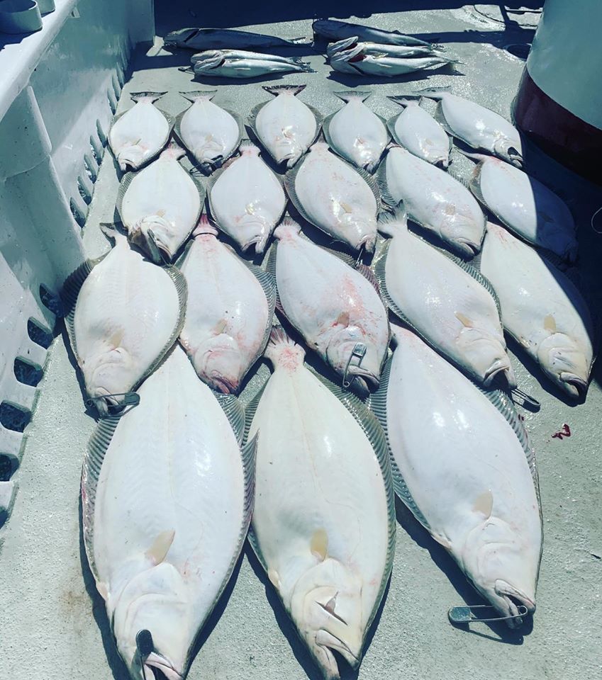 Halibut Up to 20 Pounds