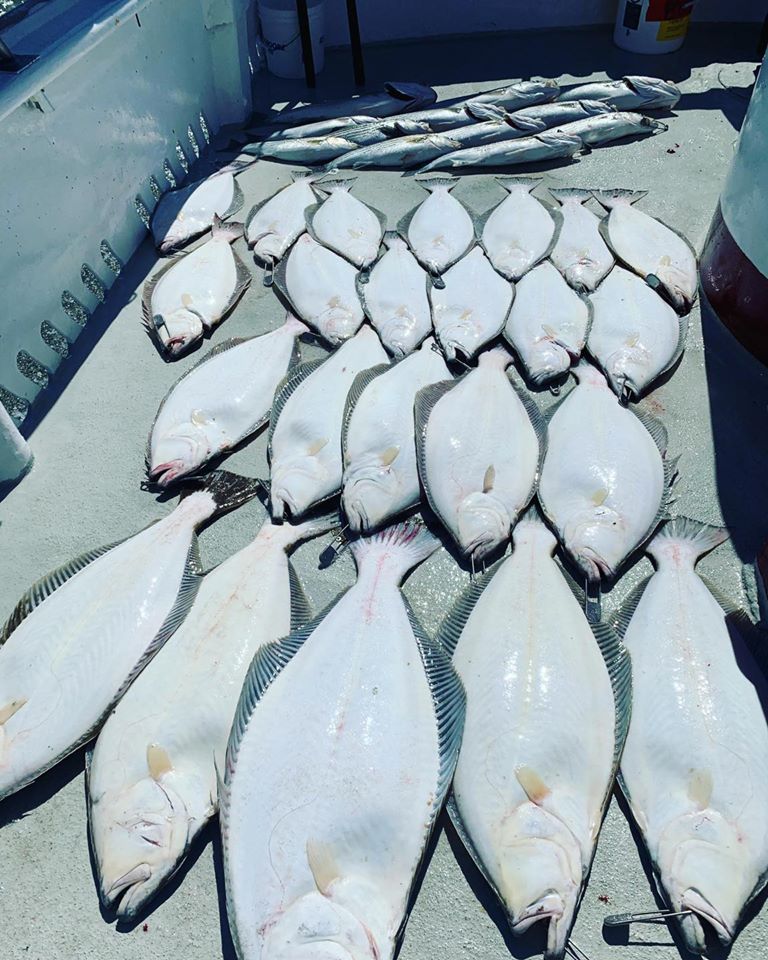 Halibut Fishing Continues To Remain Excellent 