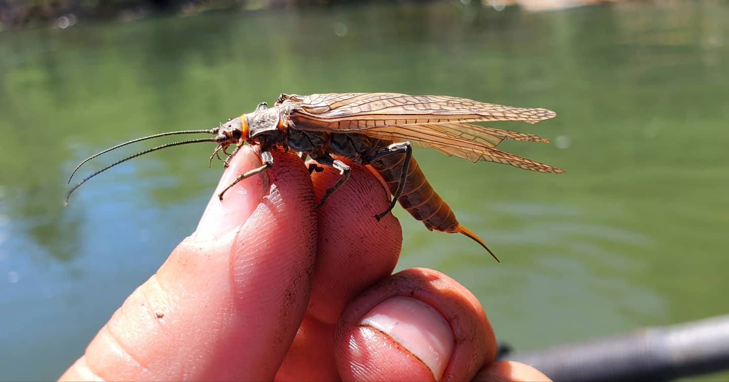 Salmon Fly time on the Klamath River