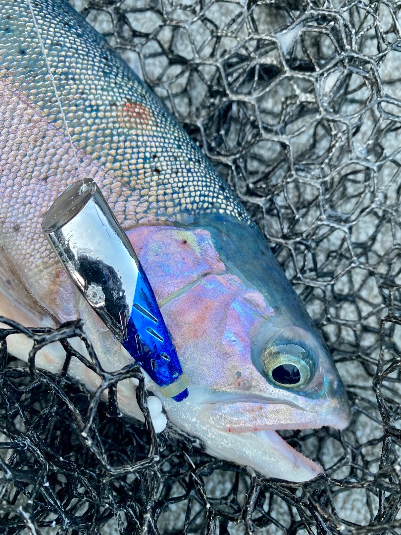 Quality bites on Shasta Lake!