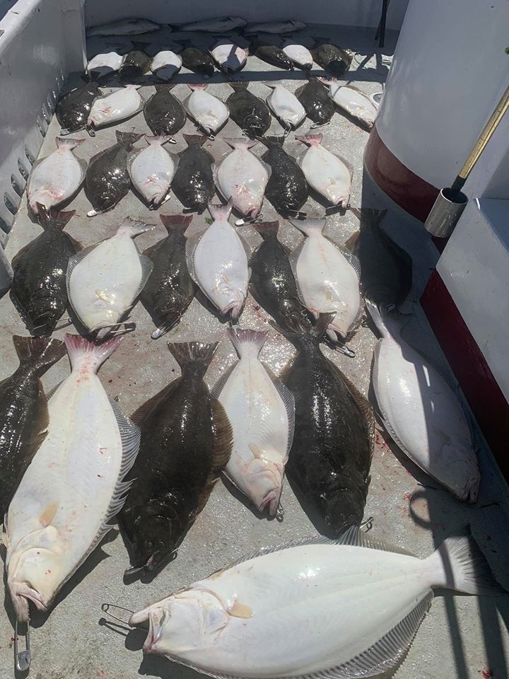 Great Grade on Halibut Today