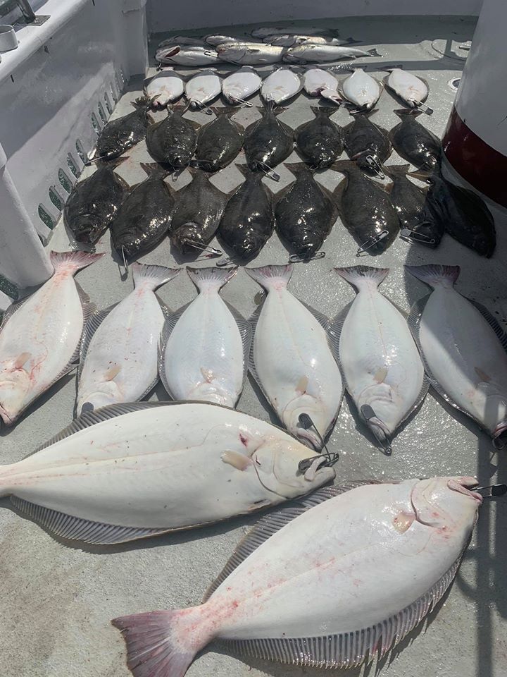 Solid Score of Halibut & Bass