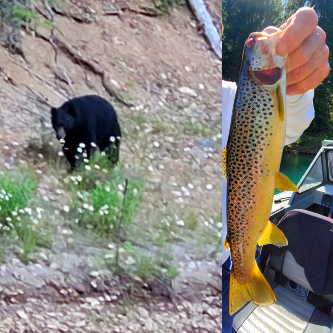 Big Bear and First Brown Trout - McCloud Reservoir 