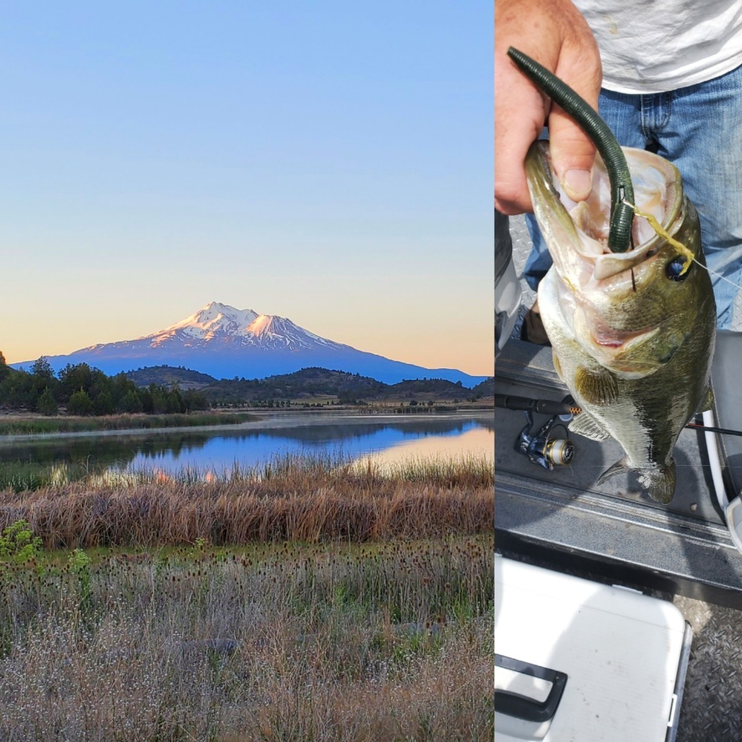 Beauty and the Bass - Shasta Valley wildlife refuge