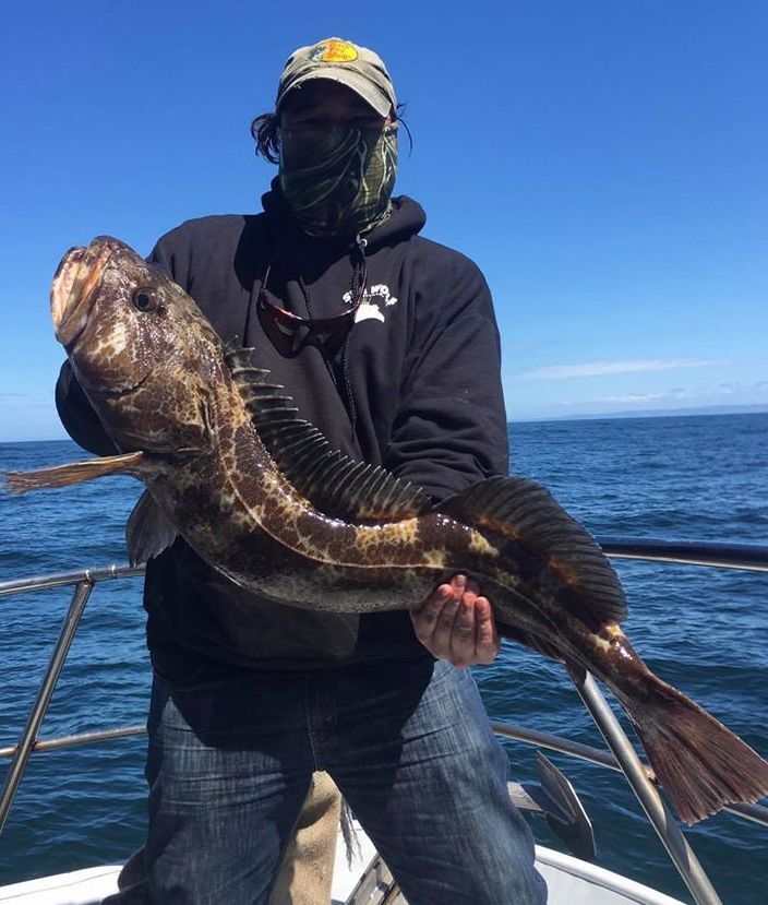 Lingcod up to 18 Pounds