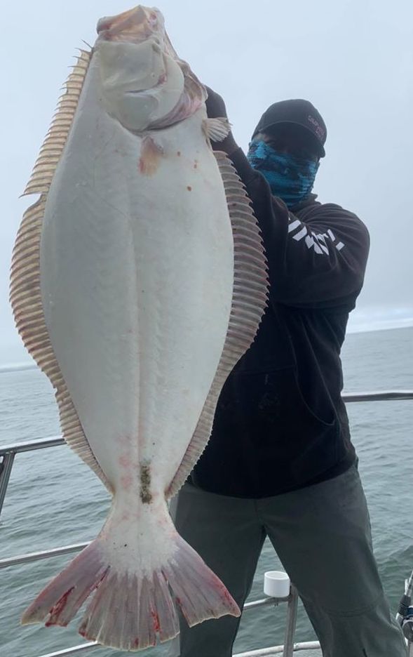 Halibut up to 28 Pounds 