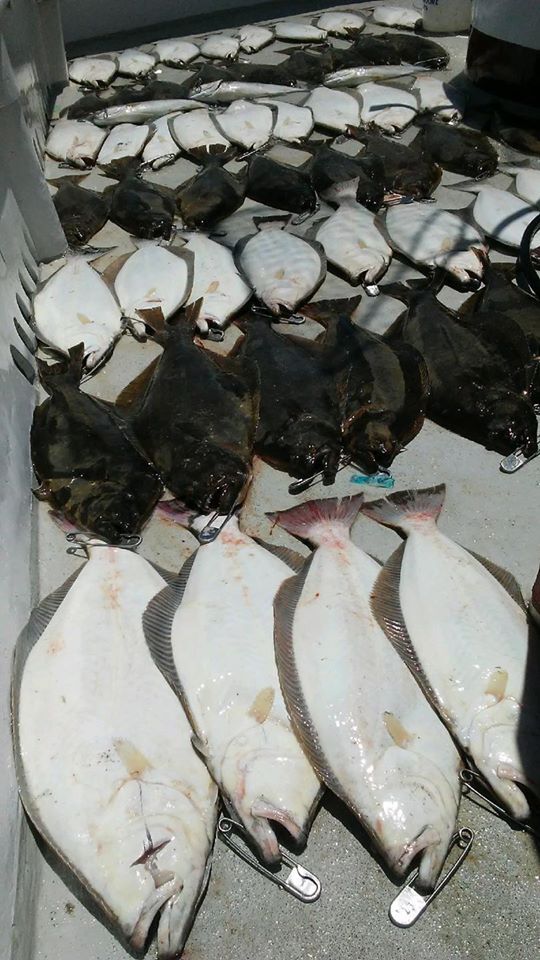 Early Halibut LImits 