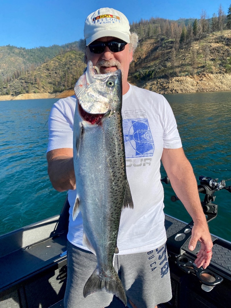 Shasta Lake King salmon!