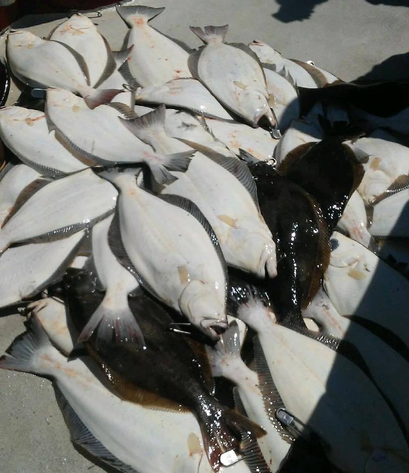 Halibut Limits!