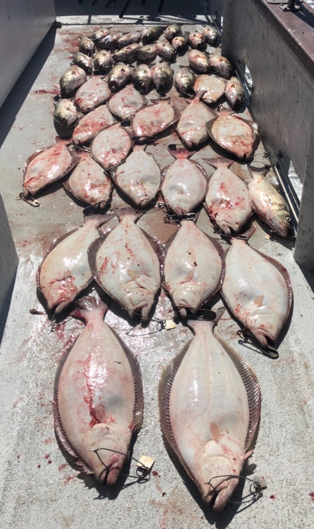 Live bait halibut and bass