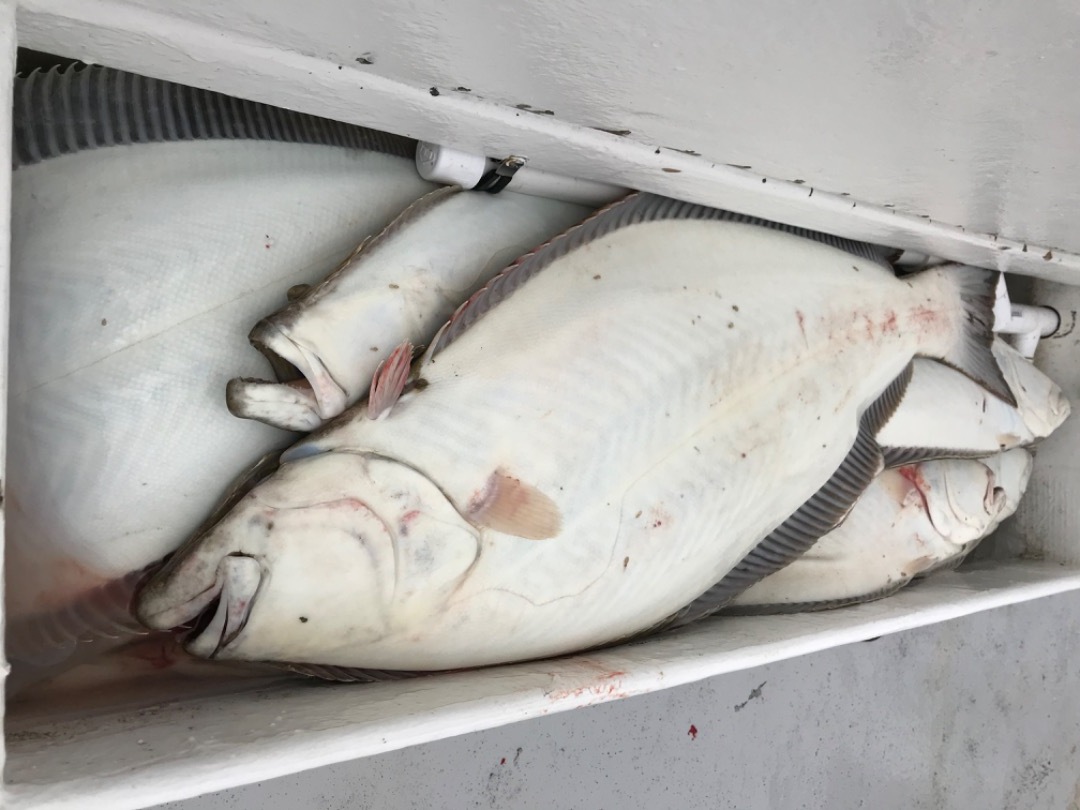 Incredible Halibut Catching!