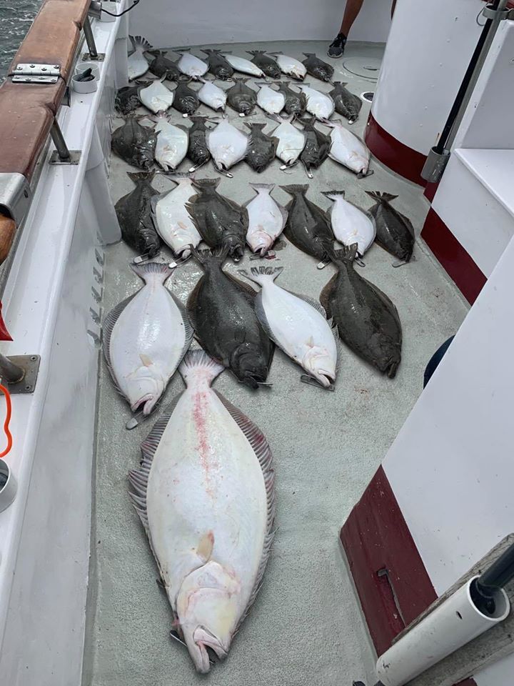 Halibut up to 29 Pounds