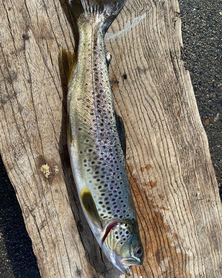 Twin Lake Lower Fish Report - Bridgeport, CA (Mono County)