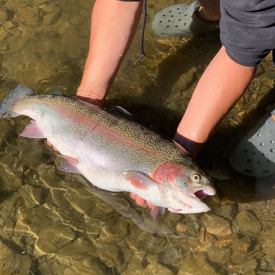 Twin Lakes (Bridgeport) Fish Report Bridgeport, CA (Mono County)