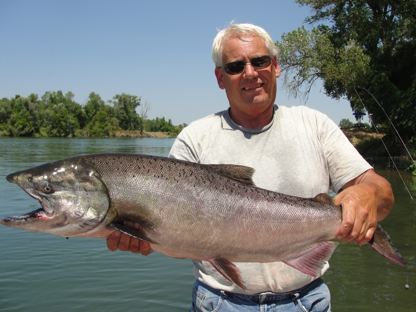 King Salmon on the Sacramento River .