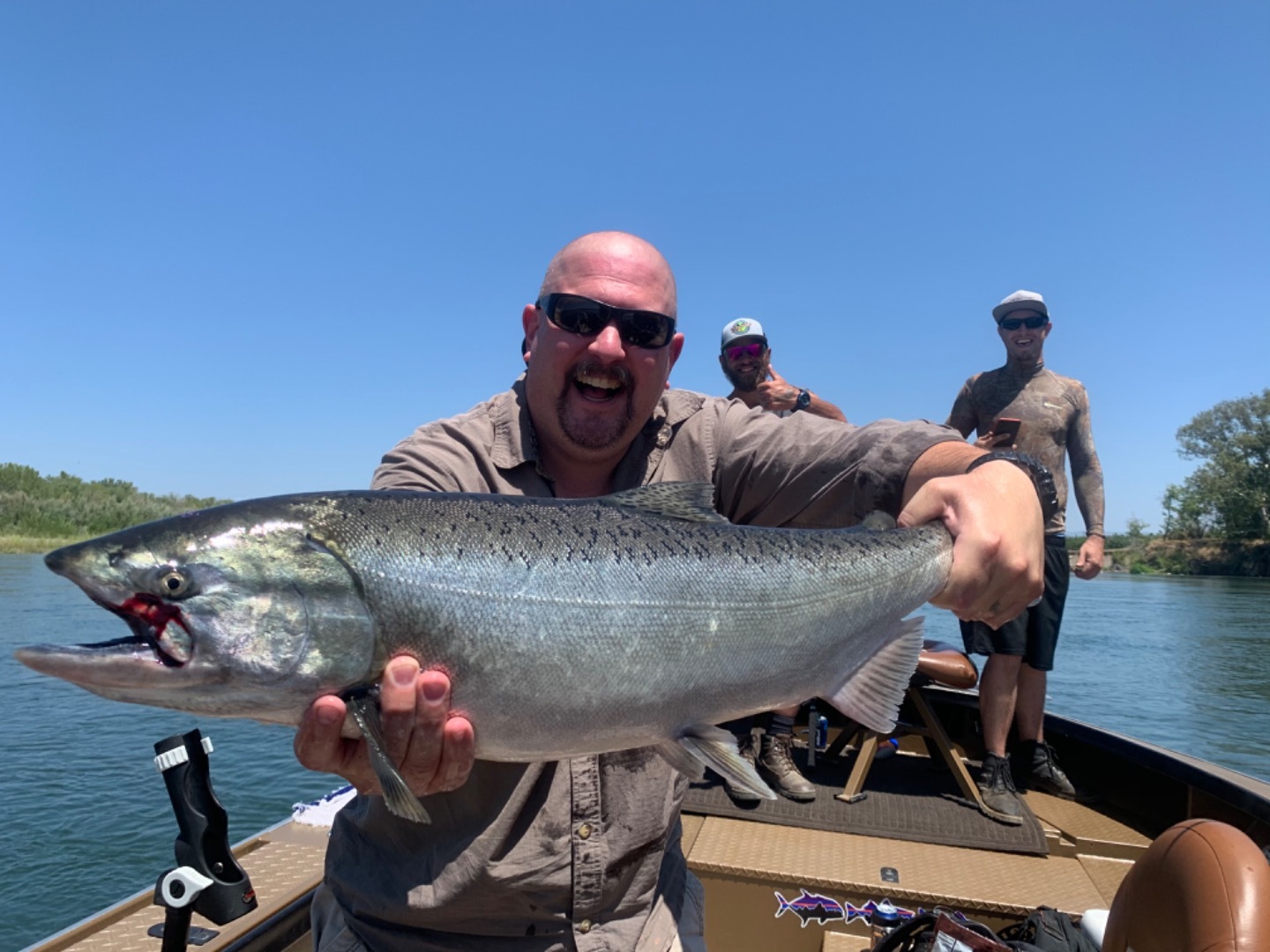 Chrome King salmon 