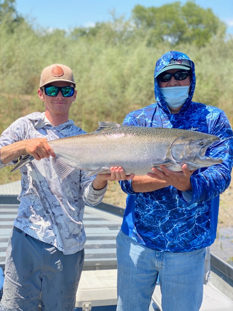 Sacramento River king salmon are moving in!