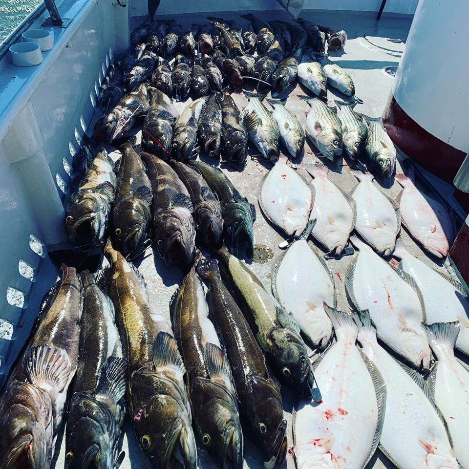 California Dawn Fish Report - Fish Report - Phenix Rods Rockfish