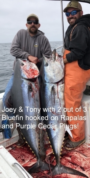 Bluefin in Monterey Bay!