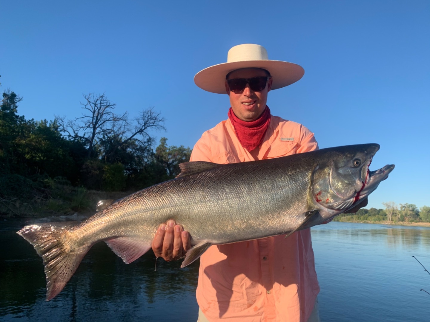 Giant king salmon 