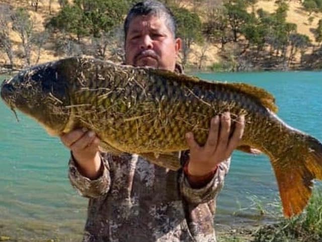 Los Vaqueros Reservoir Fish Report - Los Vaqueros Reservoir - 30 Lb. Carp -  August 3, 2020