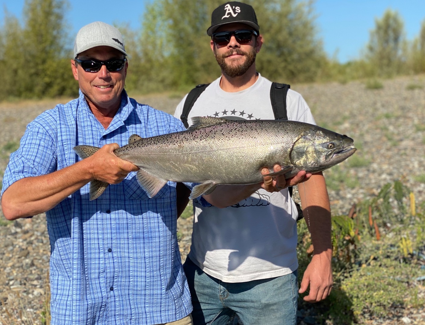 Big salmon showing in the Sacramento River!