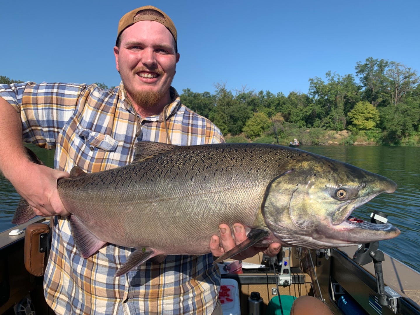 Giant King Salmon have arrived!!!