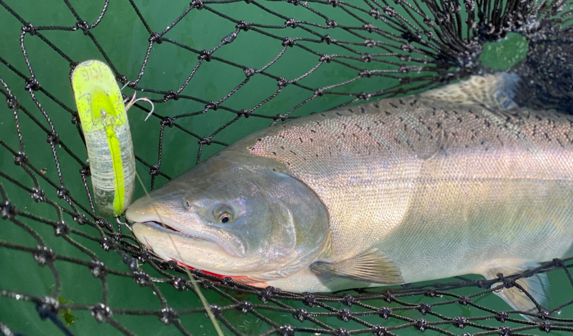 Big kings...Big takedowns...Sacramento River California 