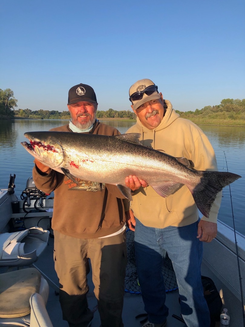BIG king salmon make a showing on the Sacramento River!