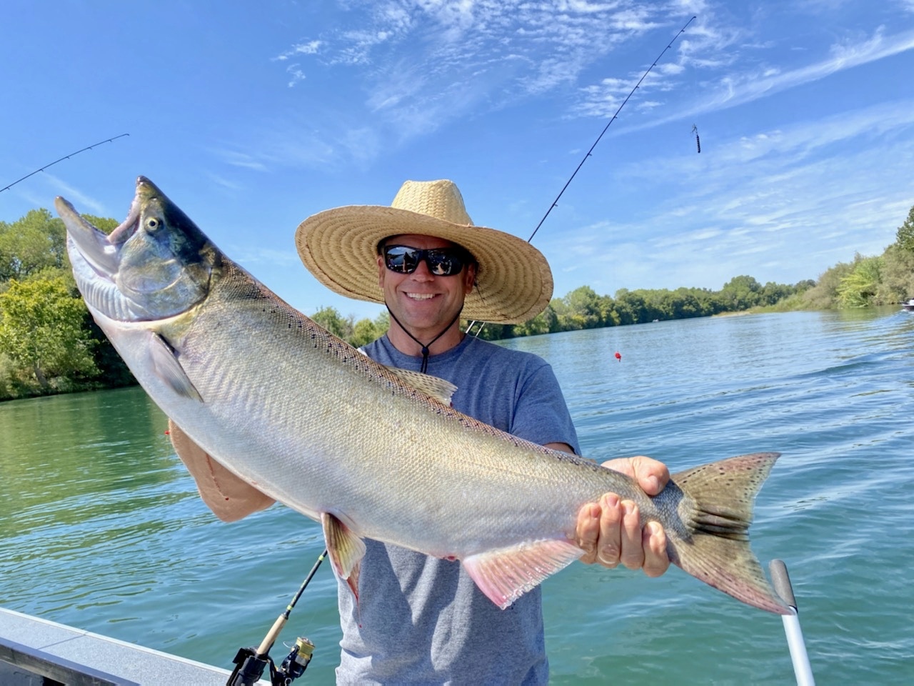 Sac River salmon run progresses