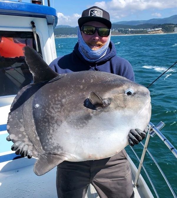 Nice Mola Mola on The Kadaho