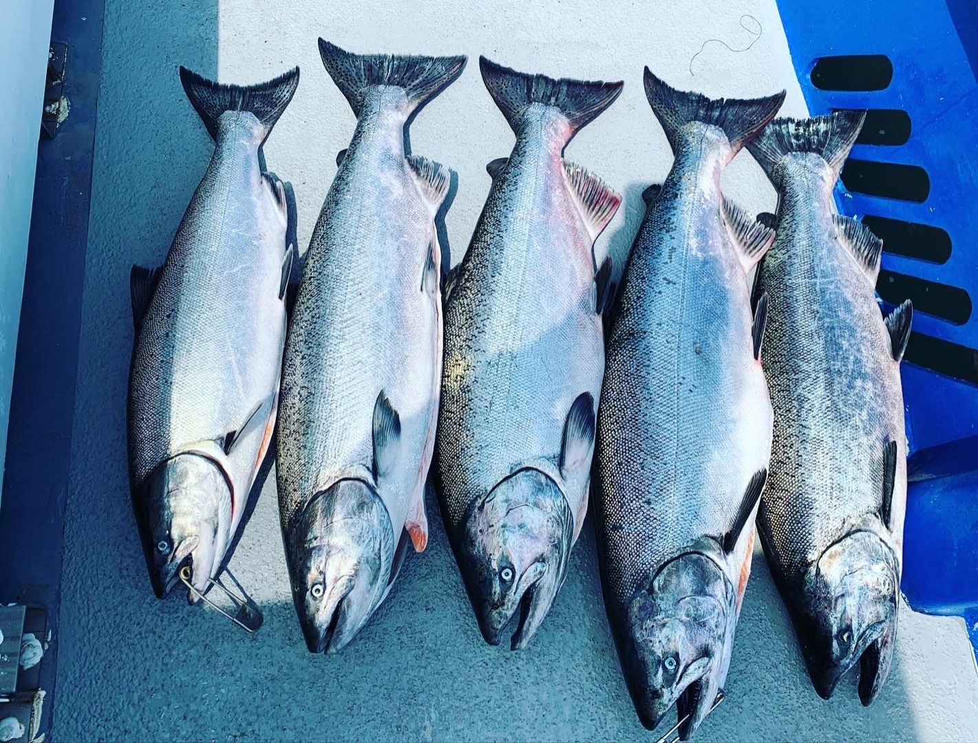 North side salmon 