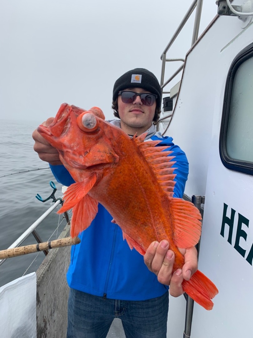 LIMITS of JUMBO ROCKFISH!!