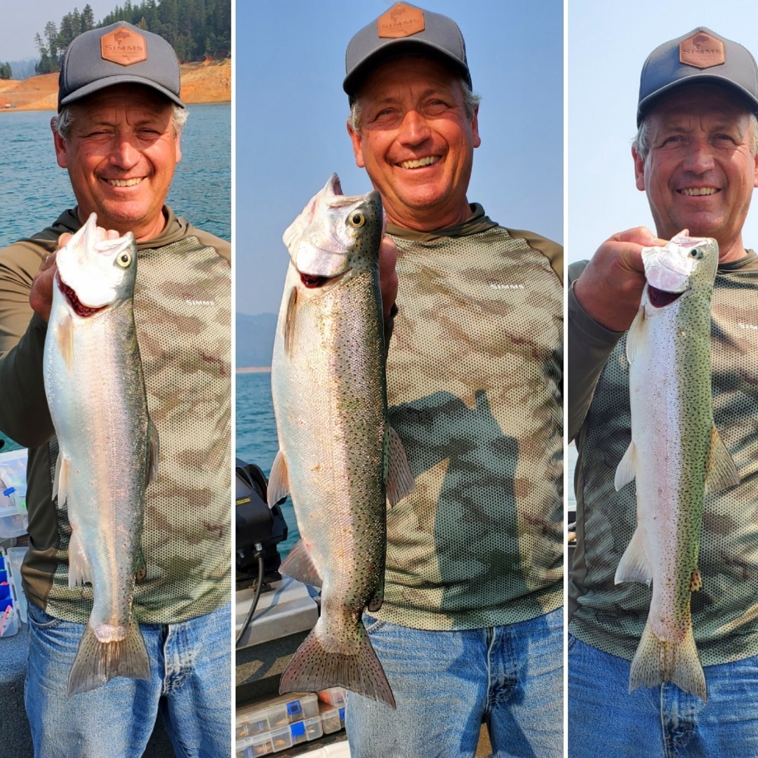 Fat Shasta Lake Rainbows 