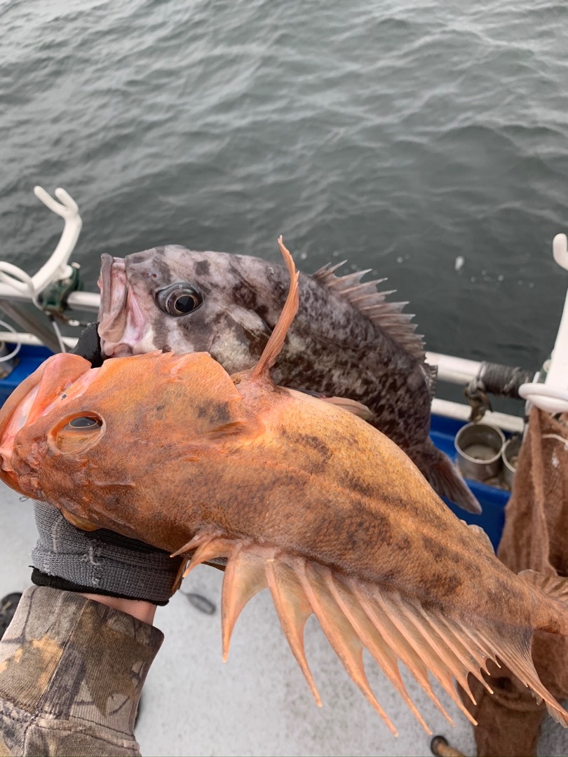 Big current rockfish 