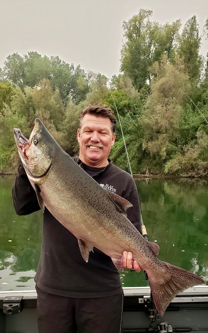 chum salmon fish count run washington