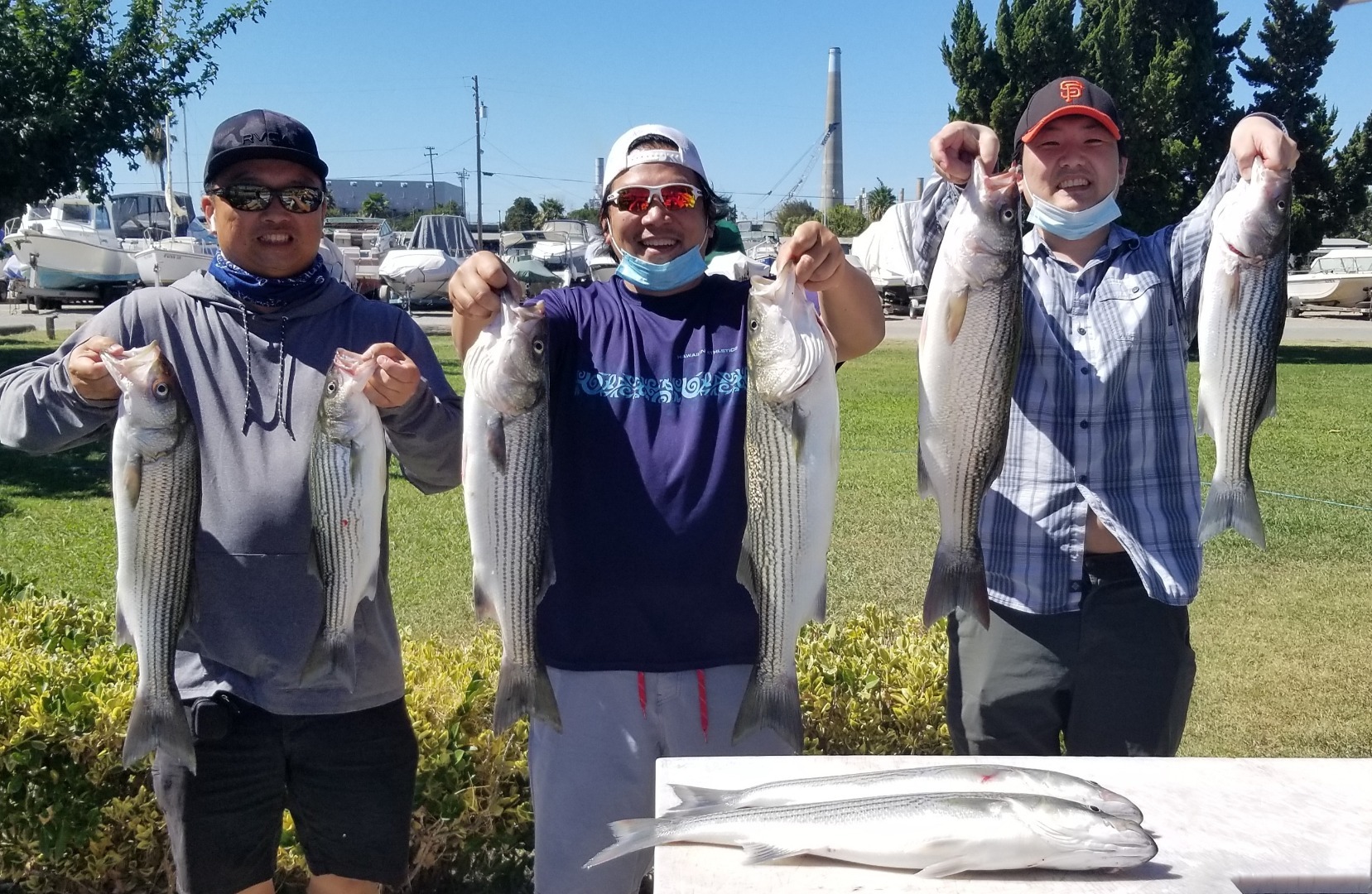 Windy delta stripers  limits